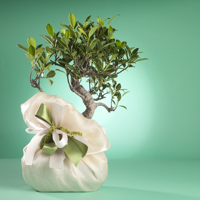 Consigli E Curiosita Matrimonio Napoli Wedding Ideas Consigli Per Le Tue Nozze Fuori Dal Comune Moda E Tendenze La Bomboniera Bonsai Di Fiore Fotografi 081 Portici Na Fotografi Per Matrimoni